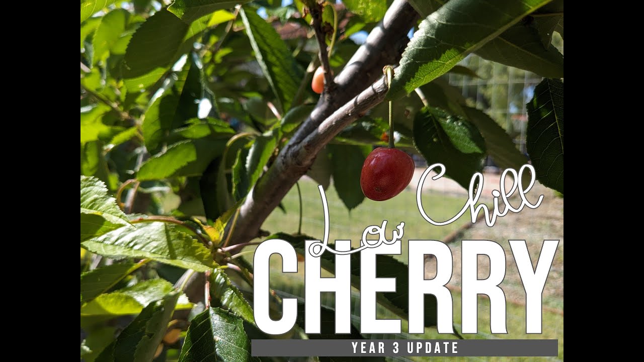 SoCal Low Chill Cherry Update - Year Three | Minnie Royal, Royal Lee, Royal Crimson