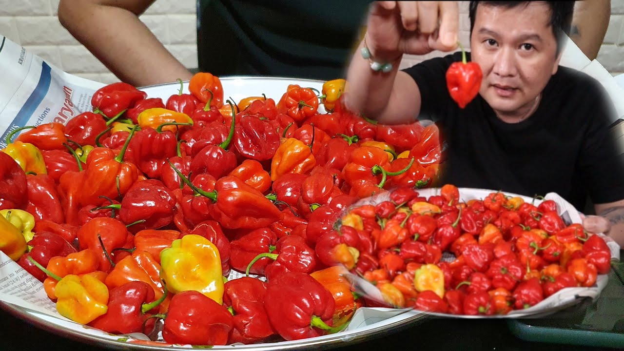 GILA !! MAKAN 8 BIJI INDONESIA’S CAROLINA REAPER