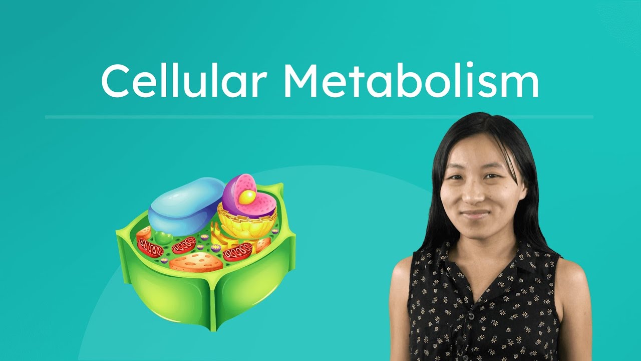 Cellular Metabolism - Photosynthesis and Cellular Respiration Explained