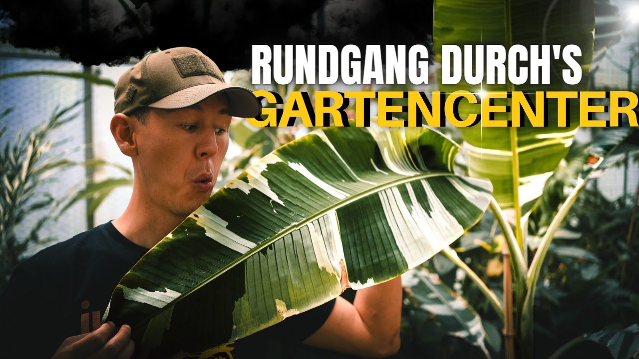 Das muss man gesehen haben! Seltene Zimmerpflanzen von Alocasia über Monstera bis zum Philodendron