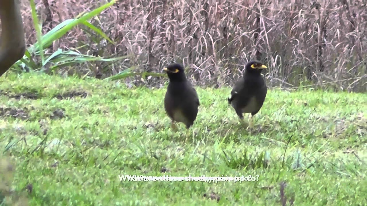 A Vistiors view of the Wildlife on St Helena