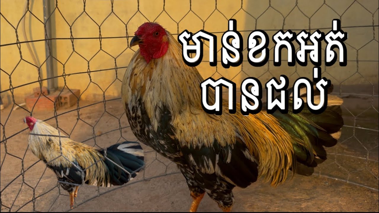 Part 64, មាន់ខកអត់បានជល់#roosterchicken 