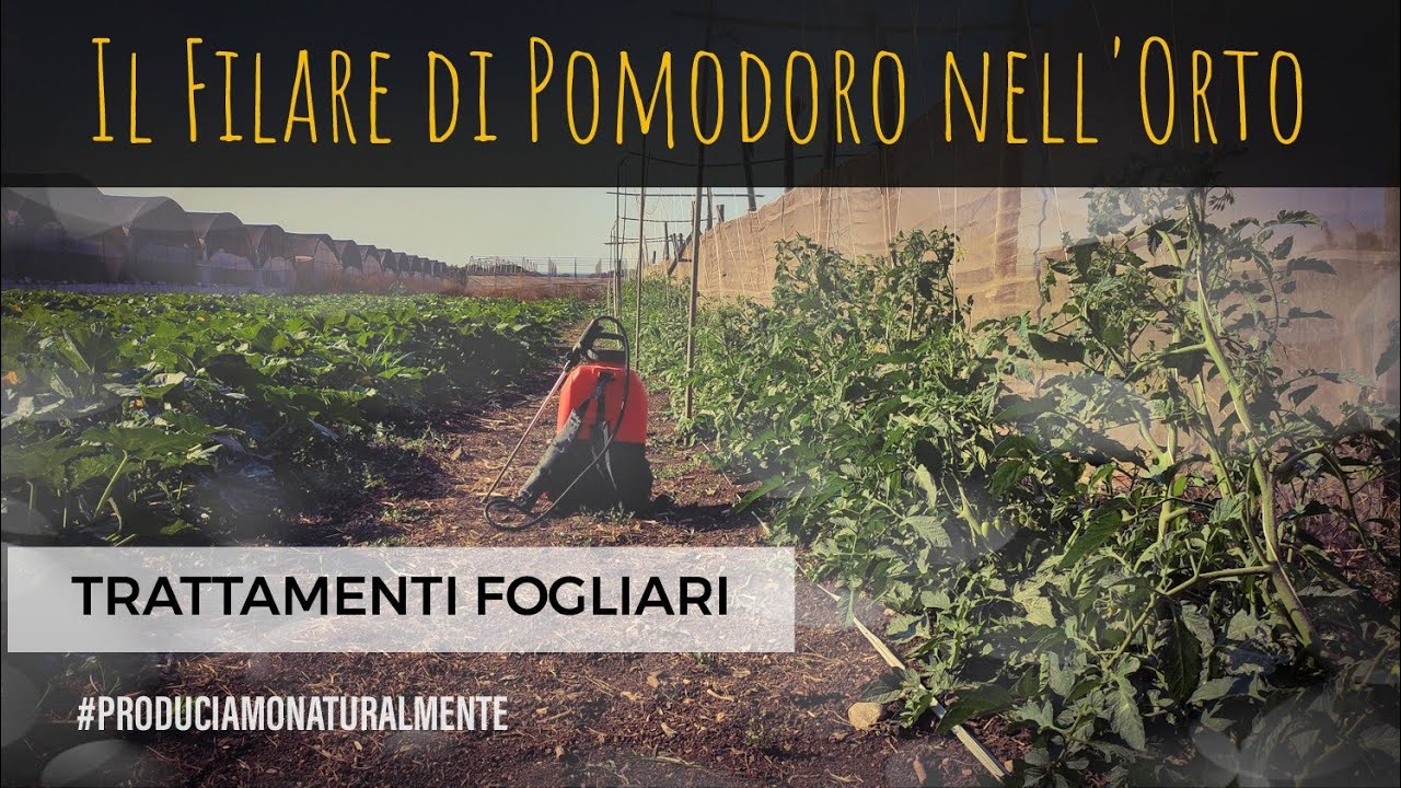 Filare Pomodoro Orto [3] Trattamenti Fogliari