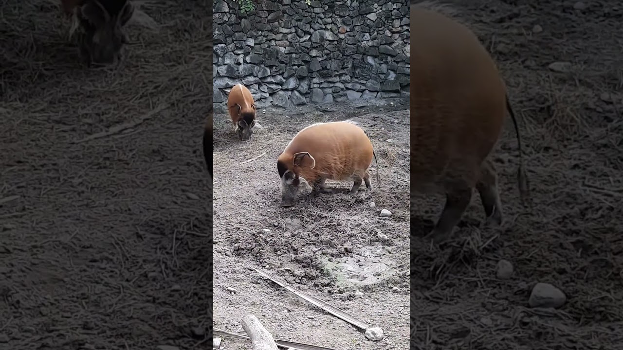 Red River Hog in Budapest Zoo