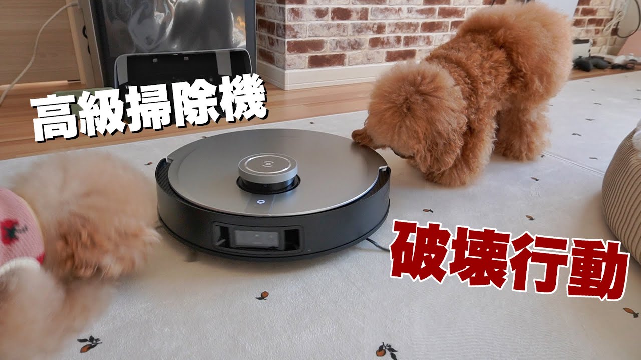 ロボット掃除機にイタズラしまくる犬がかわいい！