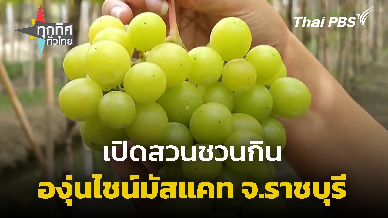 เปิดสวนชวนกินองุ่นไชน์มัสแคท จ.ราชบุรี | ทุกทิศทั่วไทย | 3 เม.ย. 67