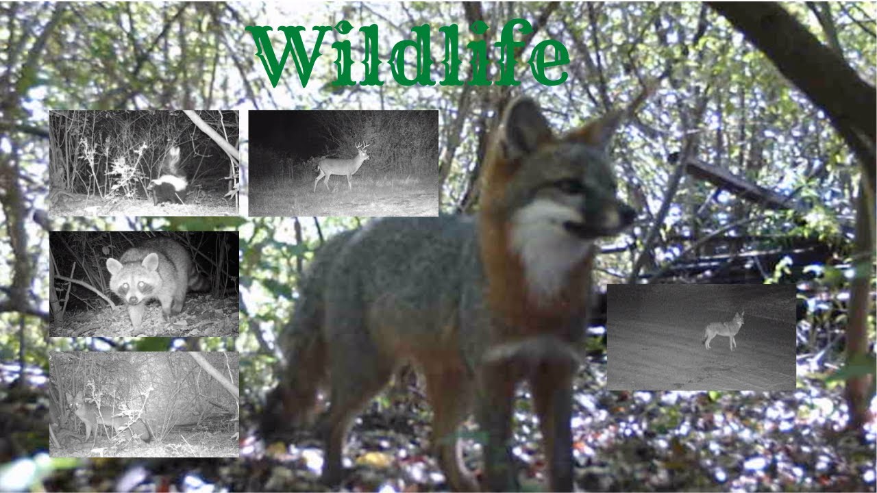 Wildlife What Happens in the Night in the Dark