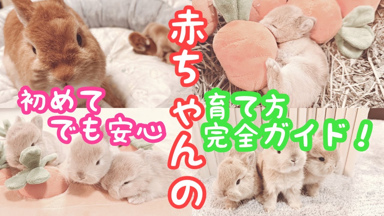 【出産〜離乳まで】赤ちゃんうさぎの育て方を1本にまとめました✨