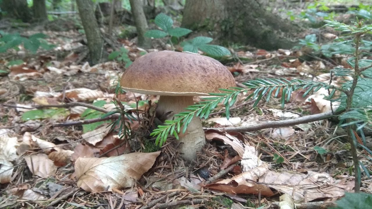grzyby 2022 początek sezonu? vol. 3 boletus edulis