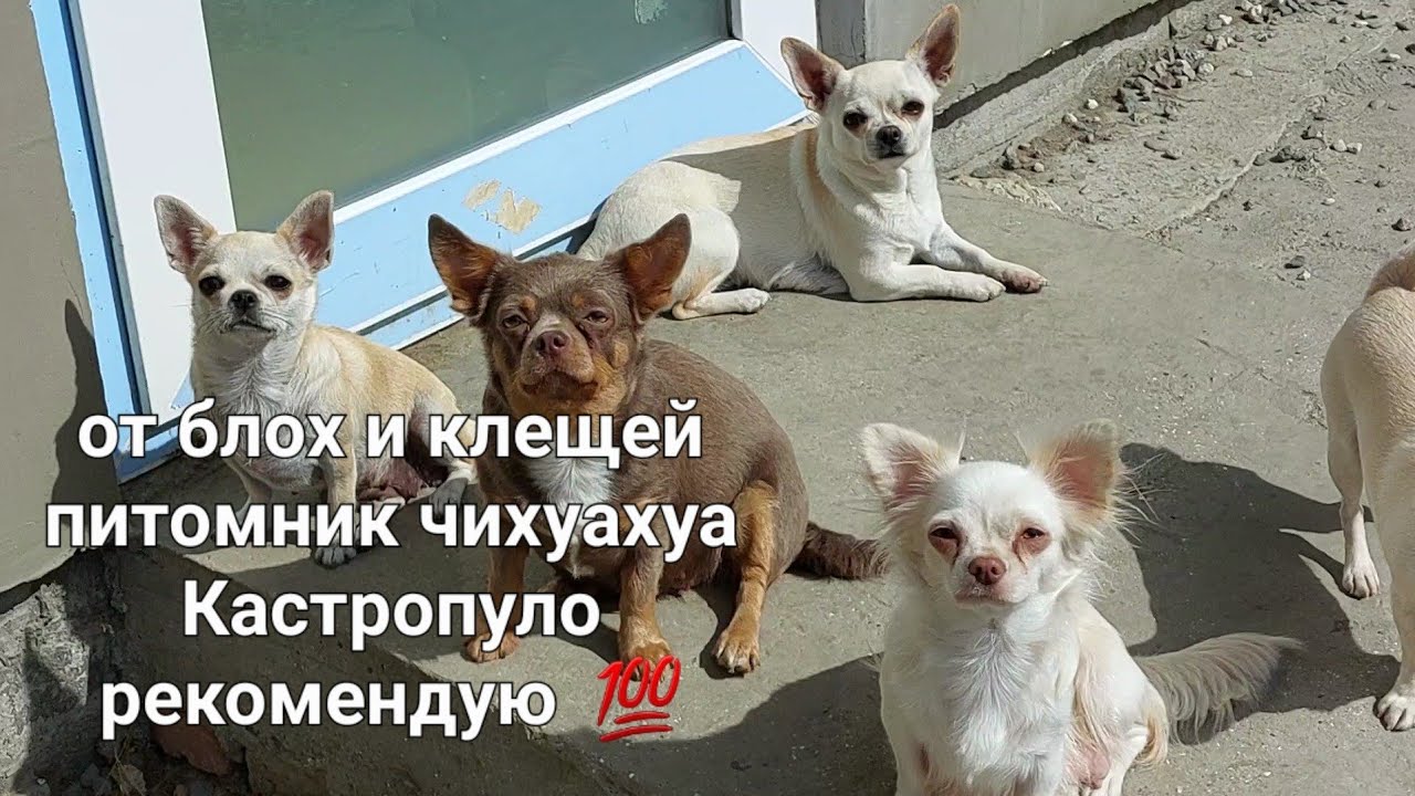 от блох и клещей ошейник #Форесто,мои рекомендации питомник #чихуахуа Кастропуло Крым #обработки