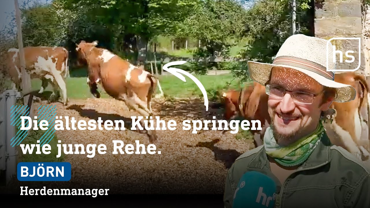 Spektakel in Fulda: Kühe dürfen nach Monaten raus aus dem Stall | hessenschau