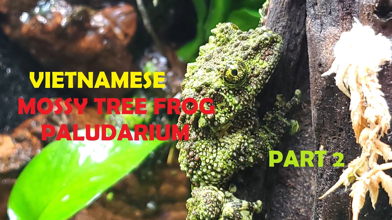 VIETNAMESE MOSSY TREE FROG PALUDARIUM | Part Two of Two - Plants, Fog and Frogs