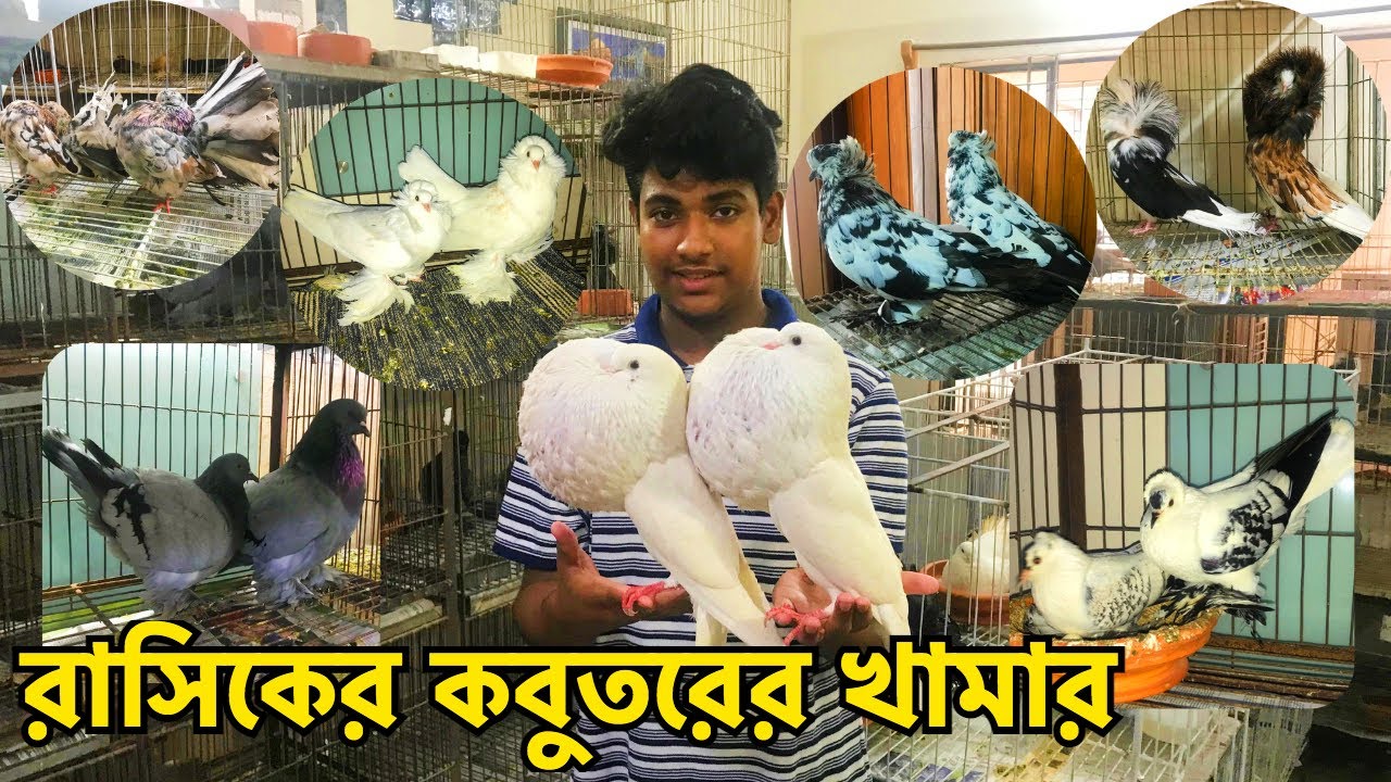 রাসিকের খামারের নতুন কিছু কবুতরের কালেকশন | সুস্থ সবল কবুতর কিনুন | Rashiq Fancy Pigeon Farm #261