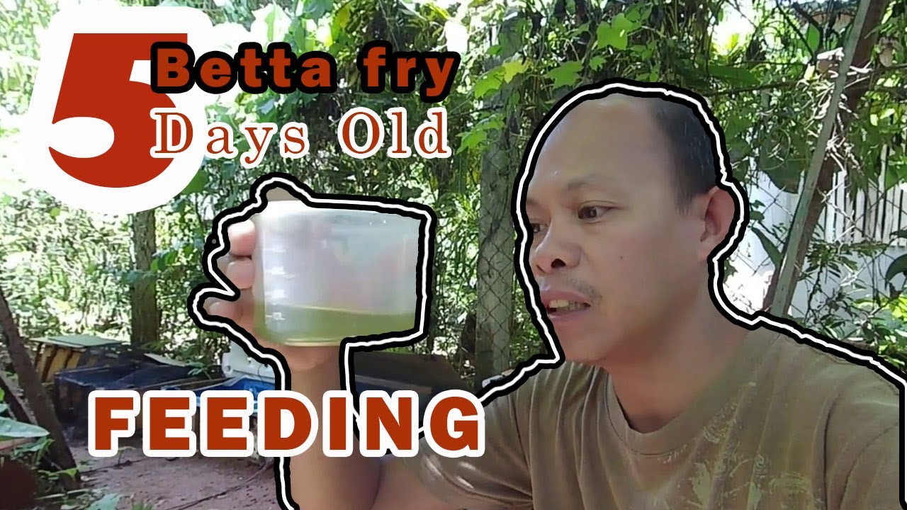 Betta fry feeding 5 Days old Green Algae increase betta fry survival rate