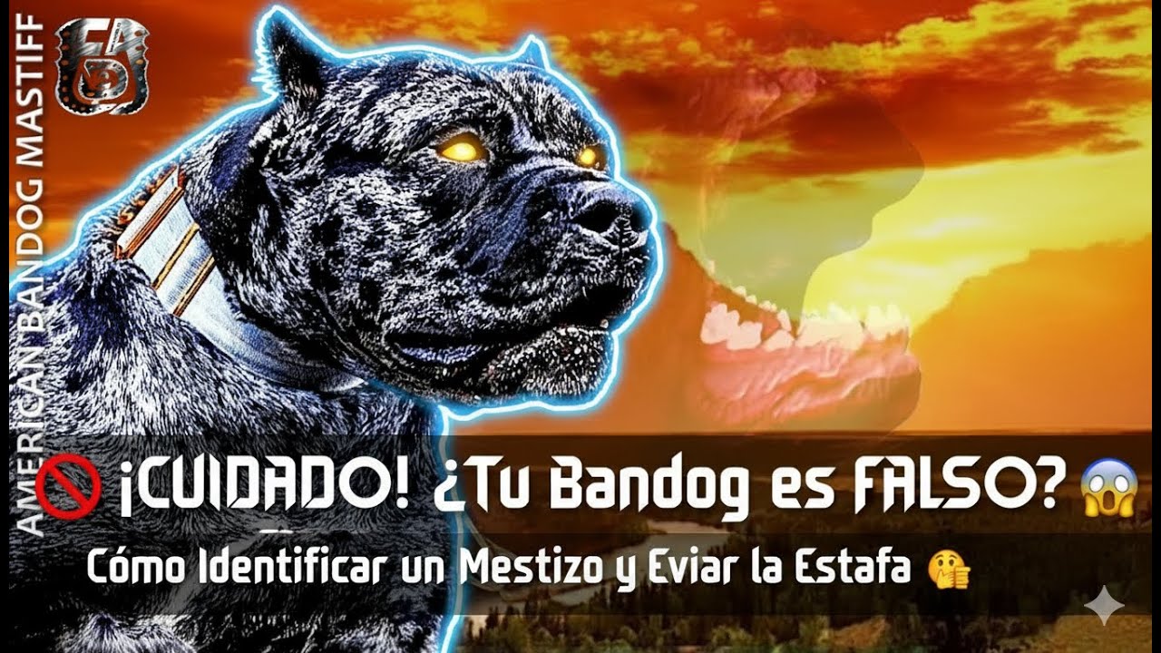 🐶 Bandog: ¿Raza Pura o Mestizo? ⚡ ¡Descubre la verdad ahora!
