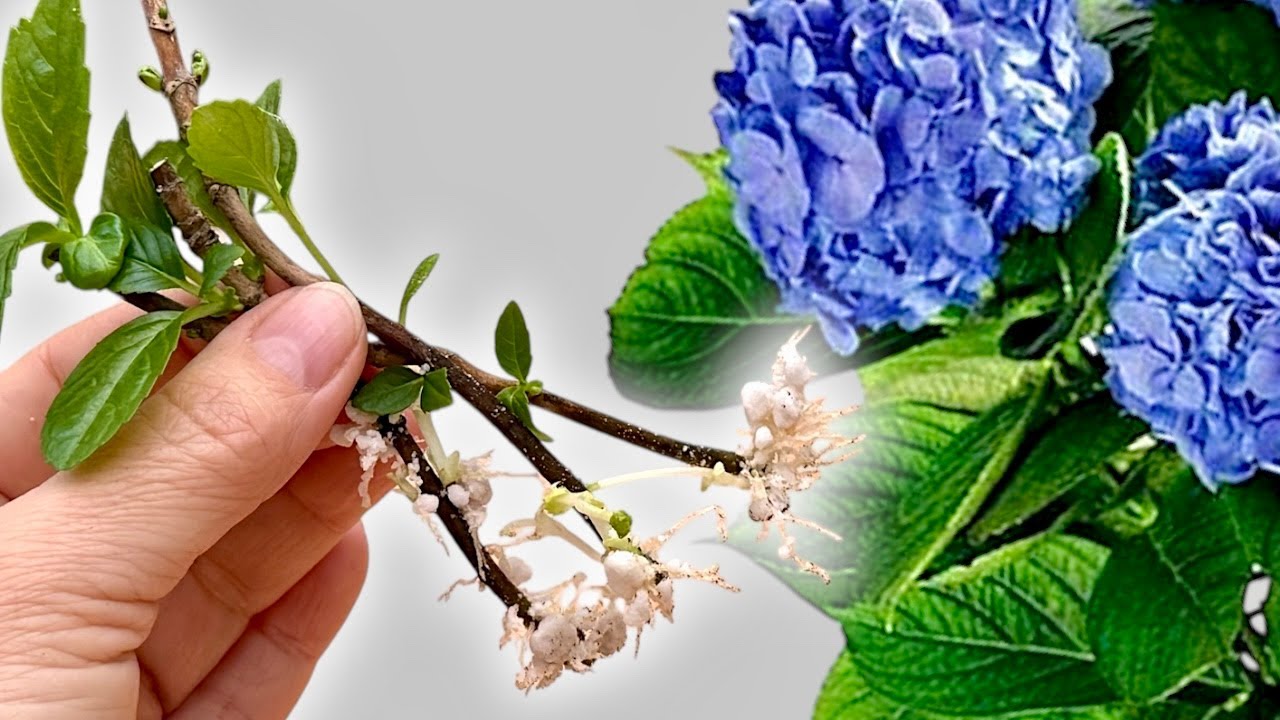 Wish I Knew This Sooner: 7 Small Secrets for Successful Hydrangea Propagation and Care 🌿