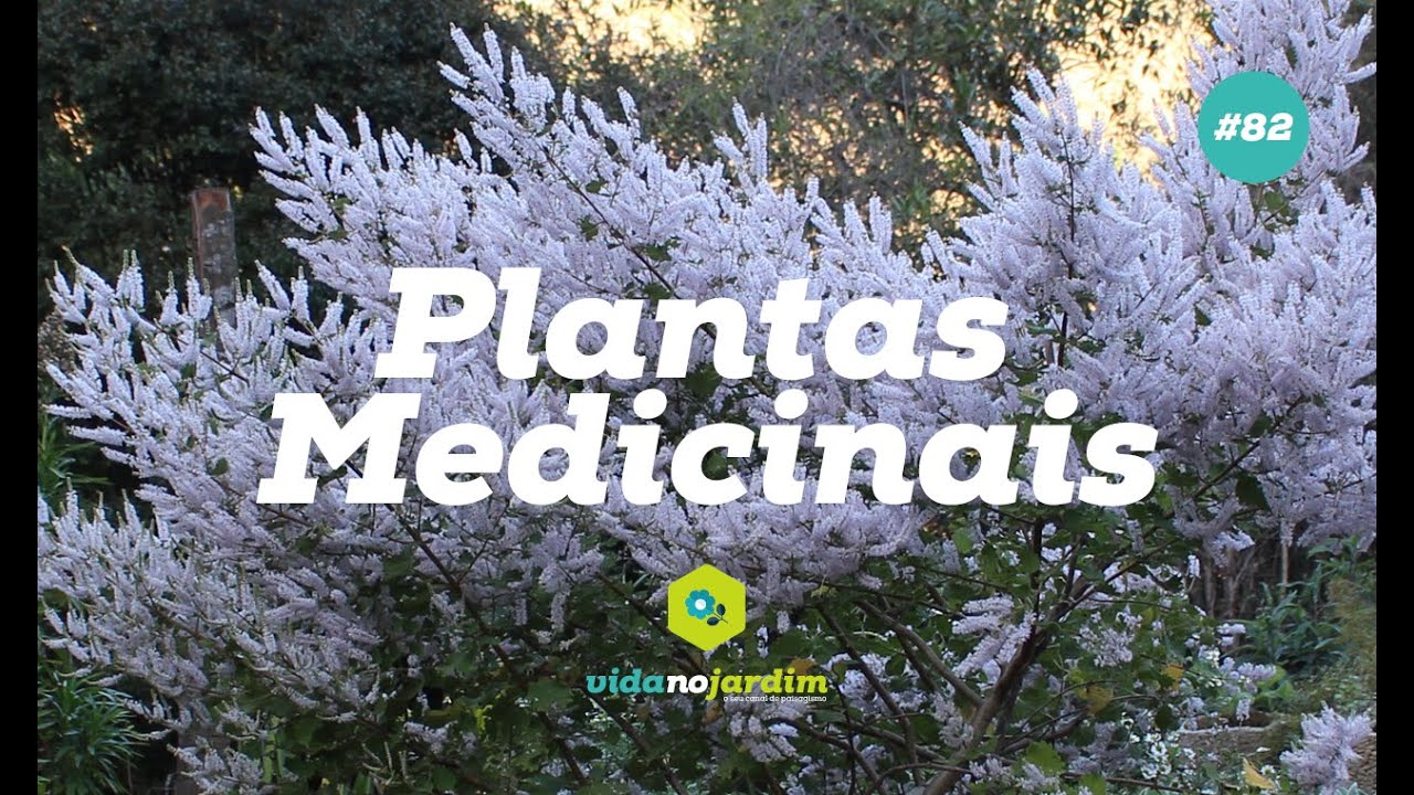 PLANTAS MEDICINAIS