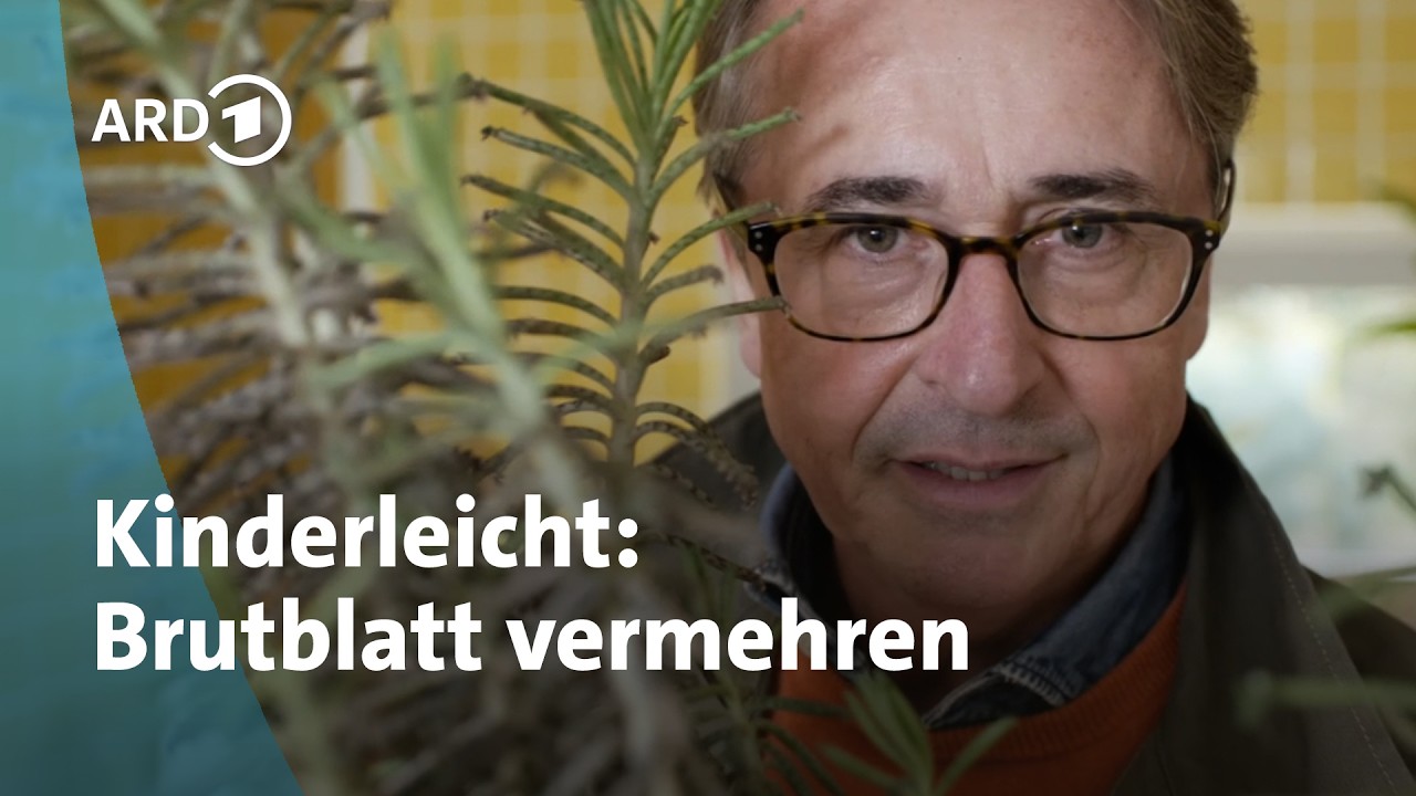 Brutblatt ganz einfach vermehren  | Horst sein Schrebergarten | rbb