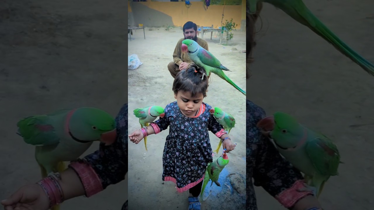 Cute baby parrot Eliza raised four parrots with hands and feet ❤️