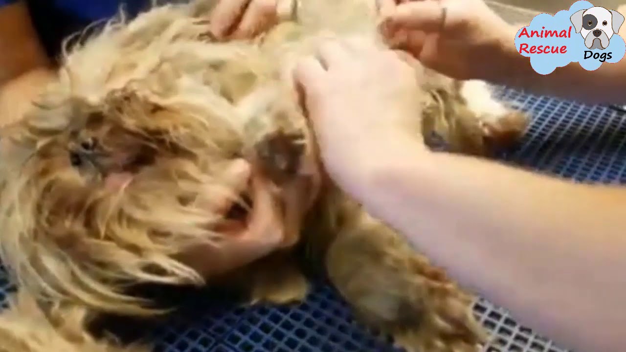 Rescue a Heartbroken Dog Lose Hope On The Street of Detroit