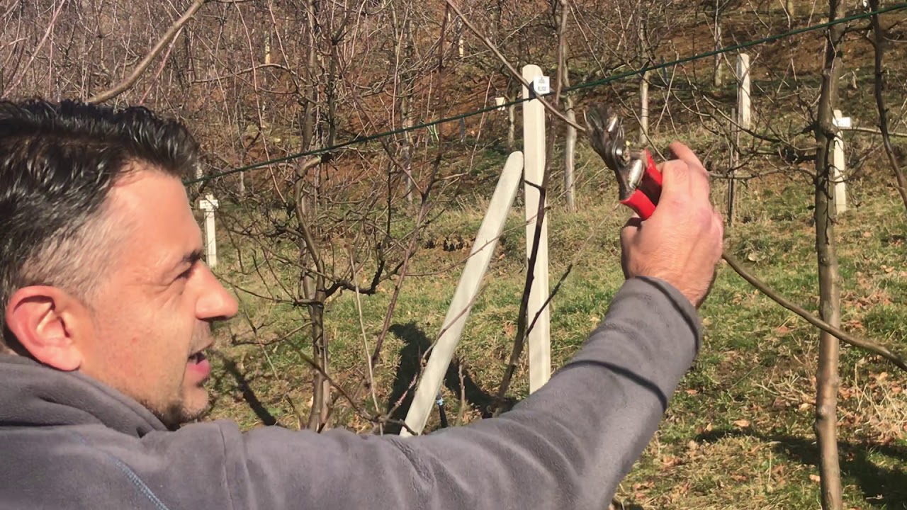 Zimska rezidba voća - Vitez 5.3.2020.