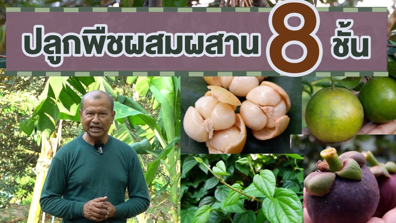 สวนตาก้าน ('67) ปลูกพืชผสมผสาน 8 ชั้น