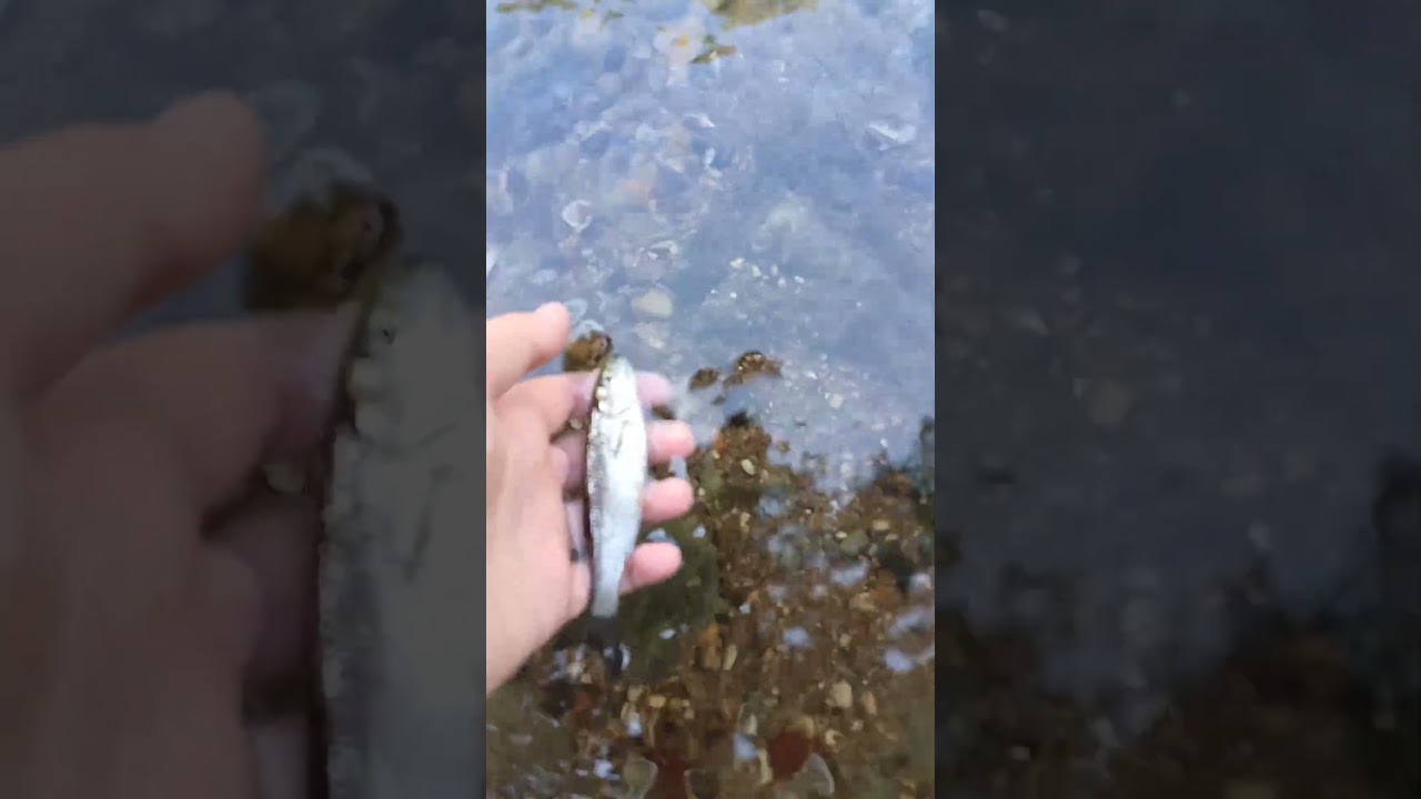 un petit chevesne a la cuill&egrave;re #poisson #bass #fish #fishing #nature #lure #peche #pike #perche