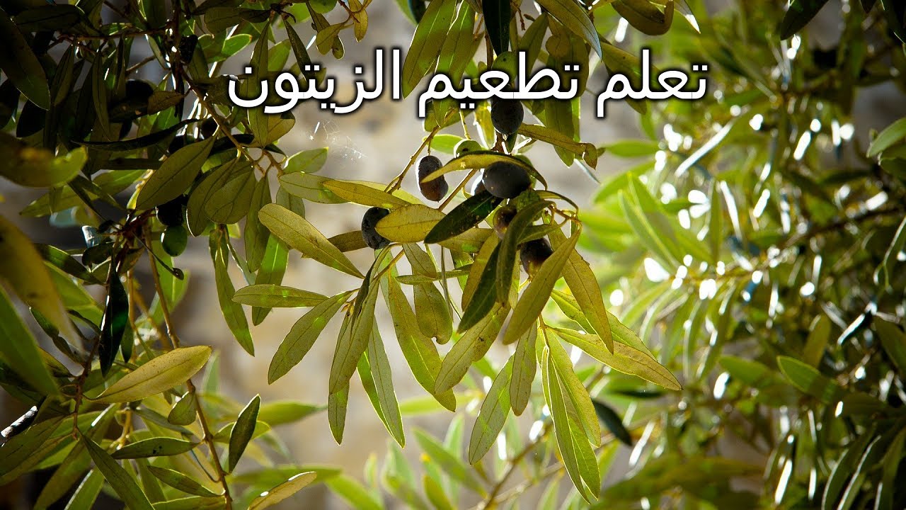 كيفية تطعيم شجرة الزيتون بطريقة صحيحة