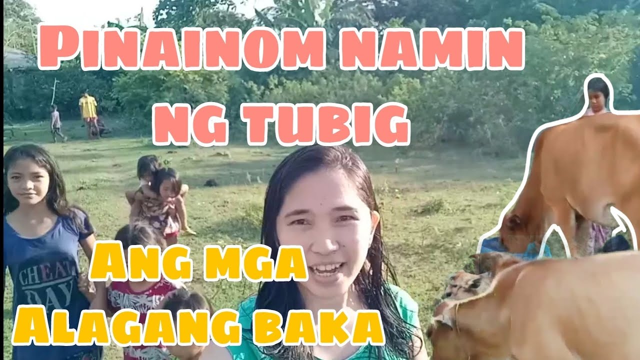 Pinainom namin ng tubig ang mga alagang baka