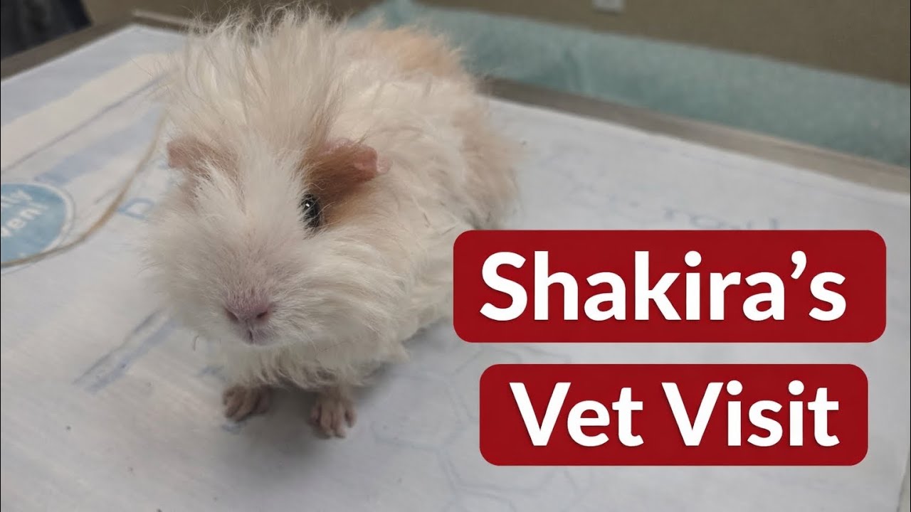 Shakira's Vet Visit