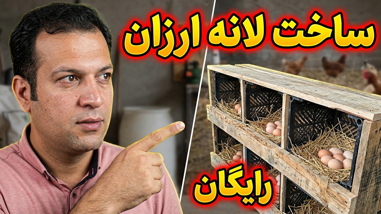 آموزش مرغداری , ساخت لانه ی تخمگذاری , مرغ بومی , مرغ تخمگذار