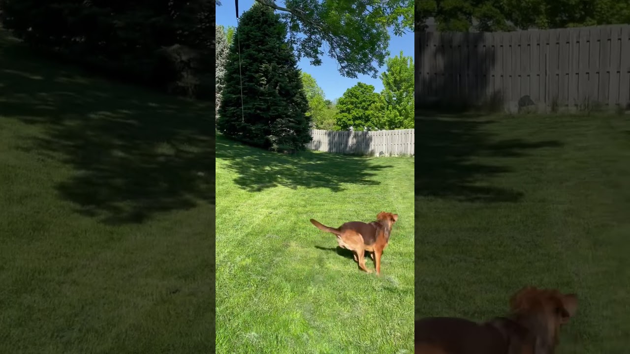 Playing with Apricot. #dog #doggo #backyard #playtime #hound #beagles #puppy