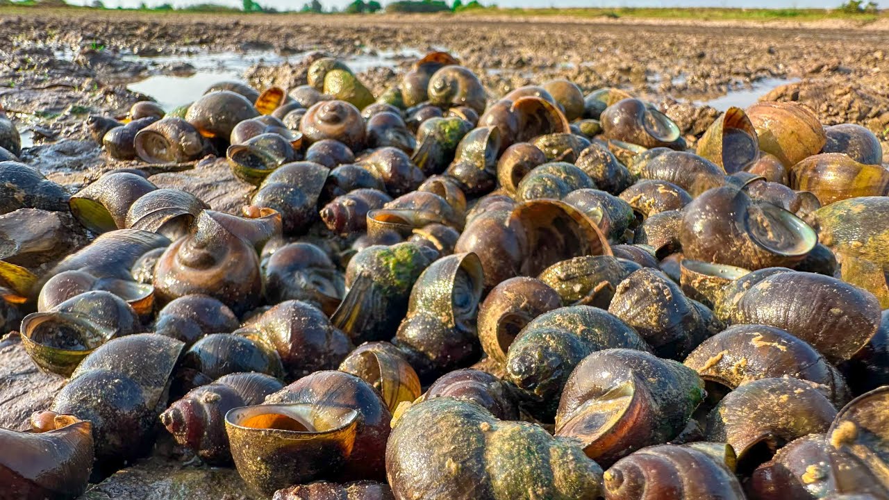 OMG ! A fisherman pick a lot lot snails flowing water 