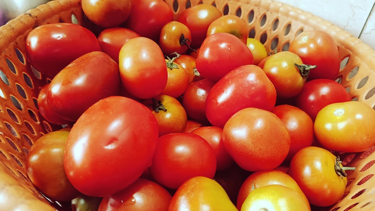 Ya$meen's kitchen and vlog is live tomato 🍅 puree|#bhopal #live #youtube video 