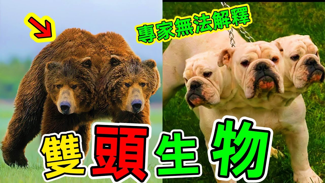 世界奇特的雙頭生物：第一名堪稱科學奇跡，就連專家都無法解釋#雙頭生物 #世界之最 #連體動物 #top10 #老王看世界 #腦洞大開 #冷知識