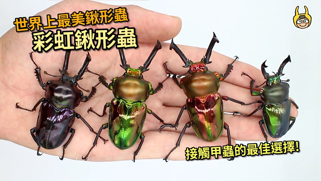 【飼育屋】世界上最美的鍬形蟲，超推薦的成蟲飼養！幼蟲飼養還有甚麼小技巧？