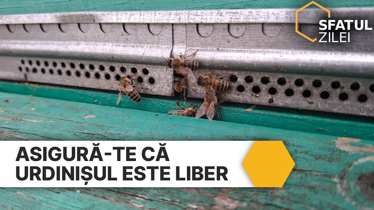 Asigură-te că urdinișul este liber