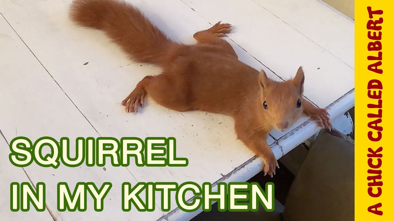 Baby Squirrel grew up and Climbs all over me