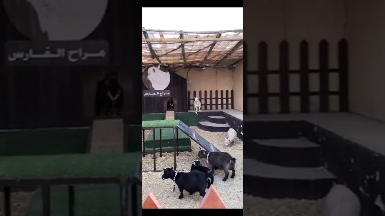 الماعز القزم
