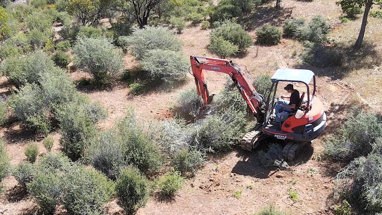 Excavating and Mulching Buckbrush