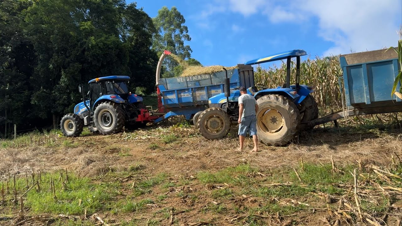 Ultima silagem de milho de 2024 para as vacas leiteiras .