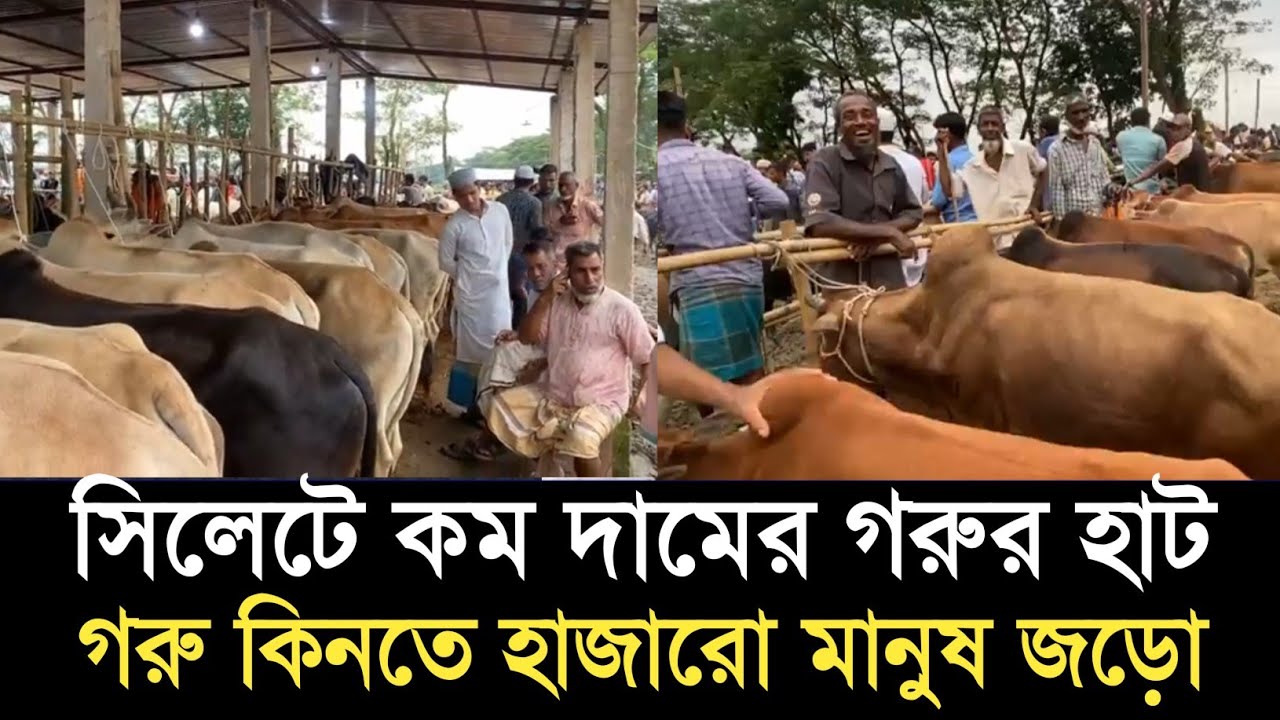 সিলেটের মধ্যে সবচেয়ে কম দামে গরু কিনতে হাজারো মানুষ গরুর বাজারে | Sylhet gorur bazar | cow market