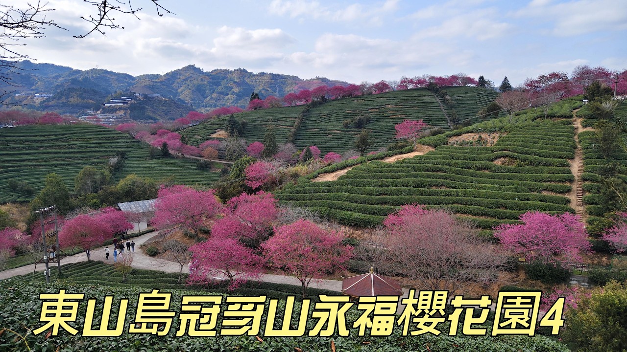 東山島冠豸山永福櫻花園4