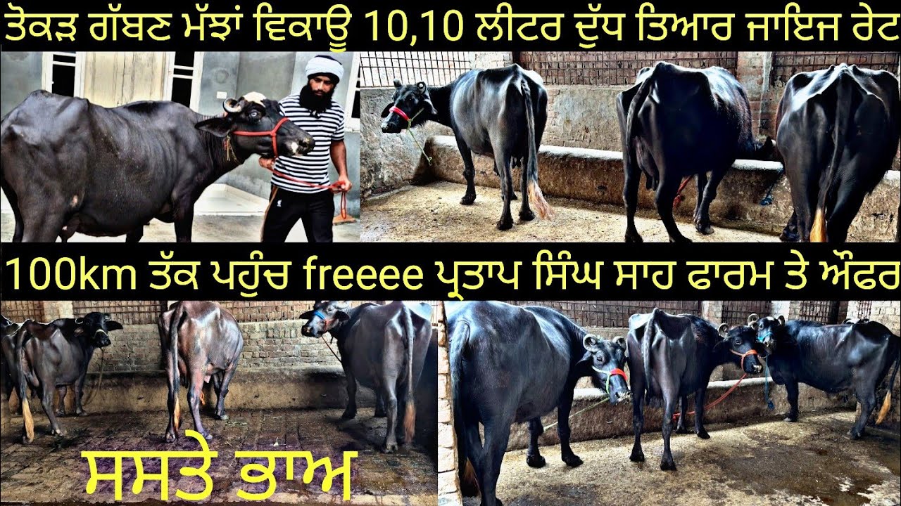 #ਤੋਕੜ ਗੱਬਣ ਮੱਝਾਂ ਵਿਕਾਊ ਜਾਇਜ ਰੇਟ 6 animals for sale #best #qulity #bufflo #viralvideo #shere 
