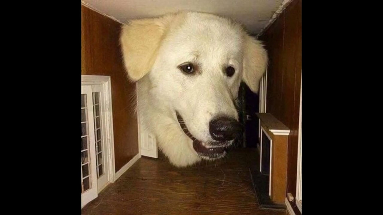 i put okami music over cursed images of dogs