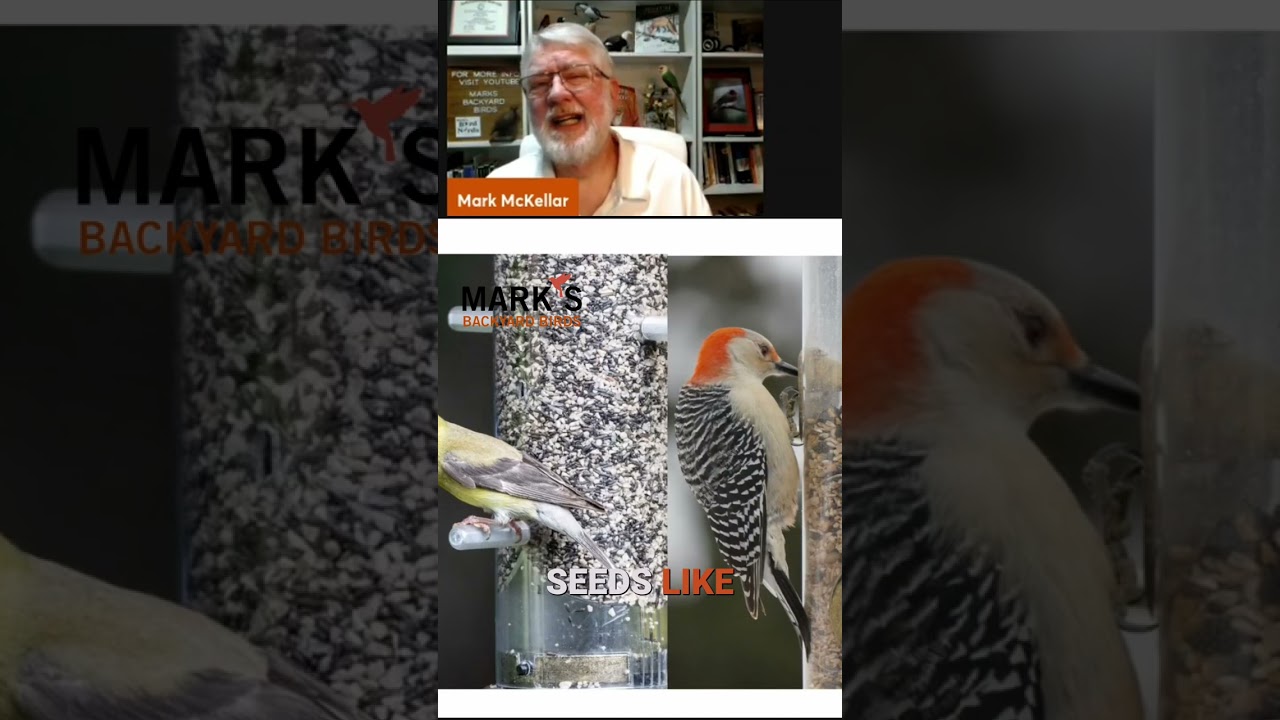 Best Bird Feeders: Attract a Diverse Range of Birds! 