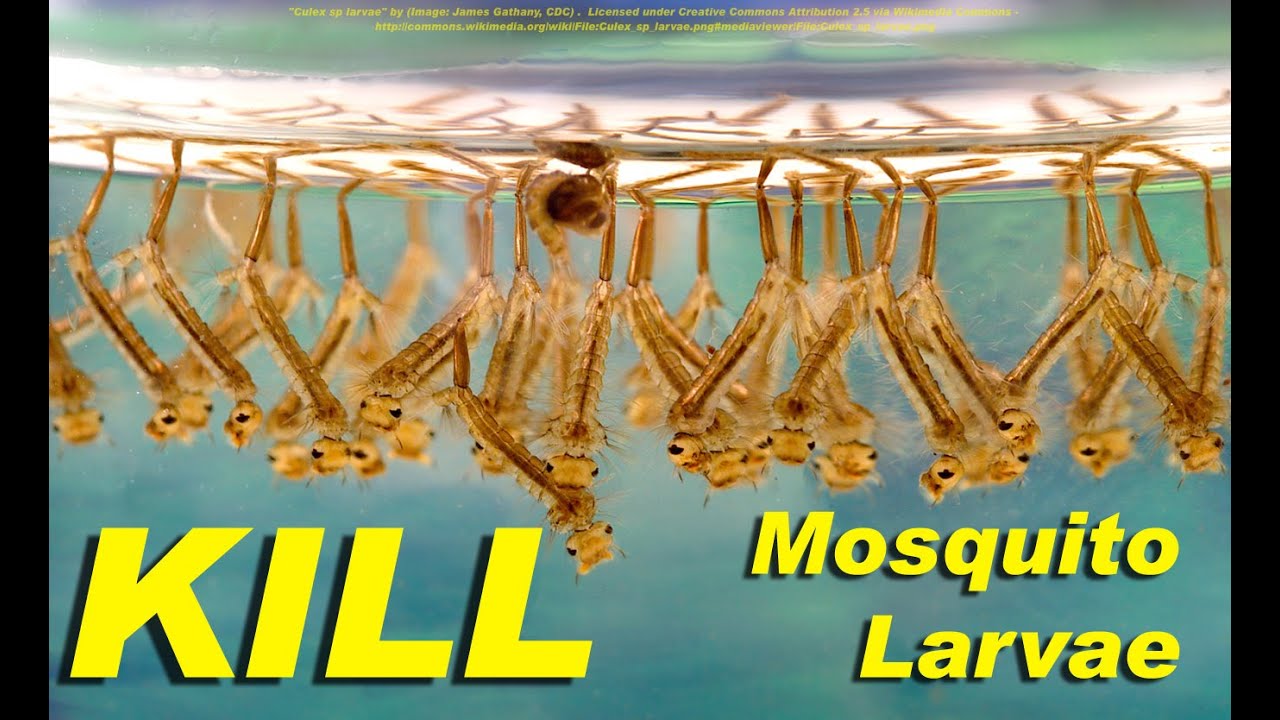 This weird product kills massive numbers of mosquito larvae naturally