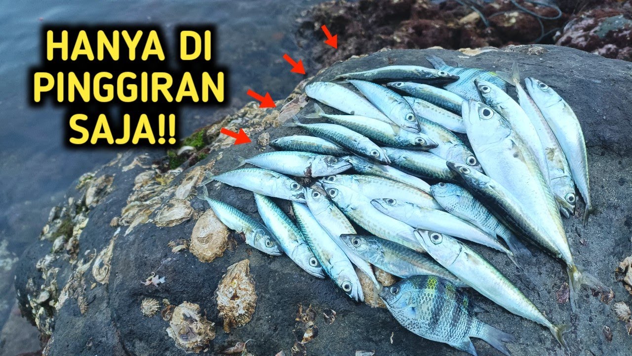 SEMUA PEMANCING NGILER MELIHAT INI‼️mancing pinggiran TPI SENDANG BIRU‼️