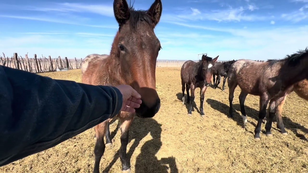 2025 foals. 