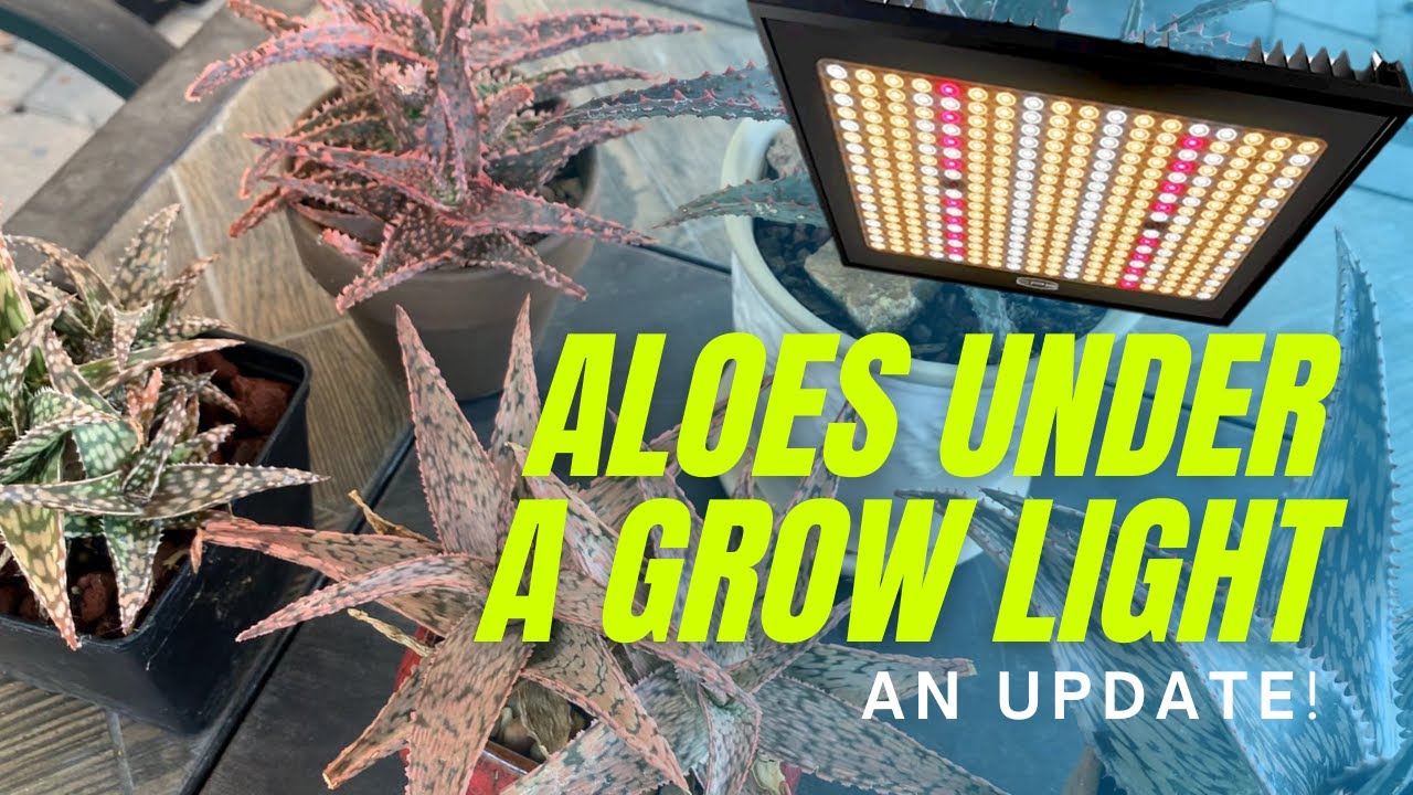 My Aloes under a Grow Light (PCCooler) | String of Dolphins Grown under a Grow Light
